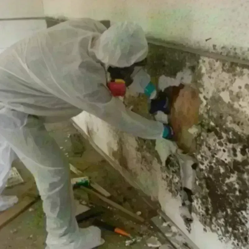 Mold Remediation and Removal in Panora, IA